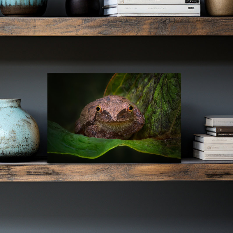 Curious Frog Portrait Abstract Contemporary Frog Landscape Nature Wall Art Print 1 Piece Wrapped Canvas Wall Art