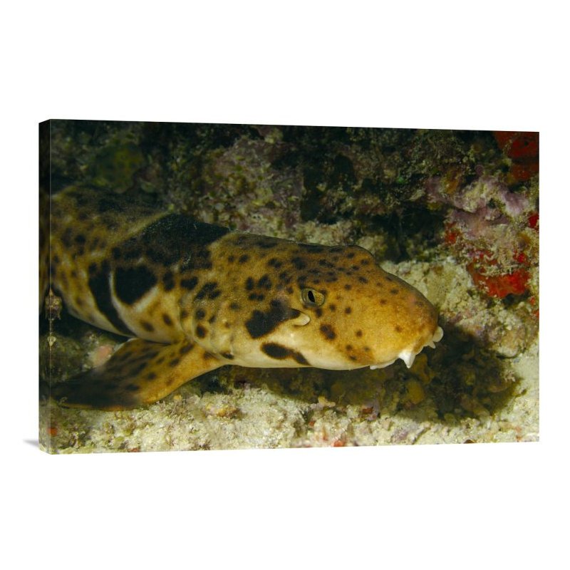 " Epaulette Shark Portrait Underwater ", 16" H x 24" W x 1.5" D