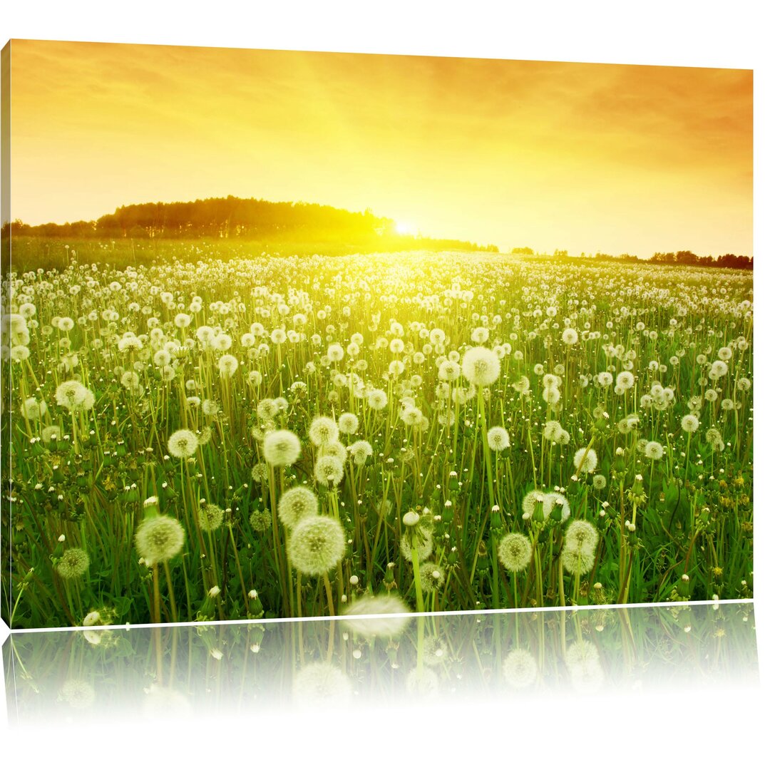 Leinwandbild Pusteblumen Sonnenuntergang