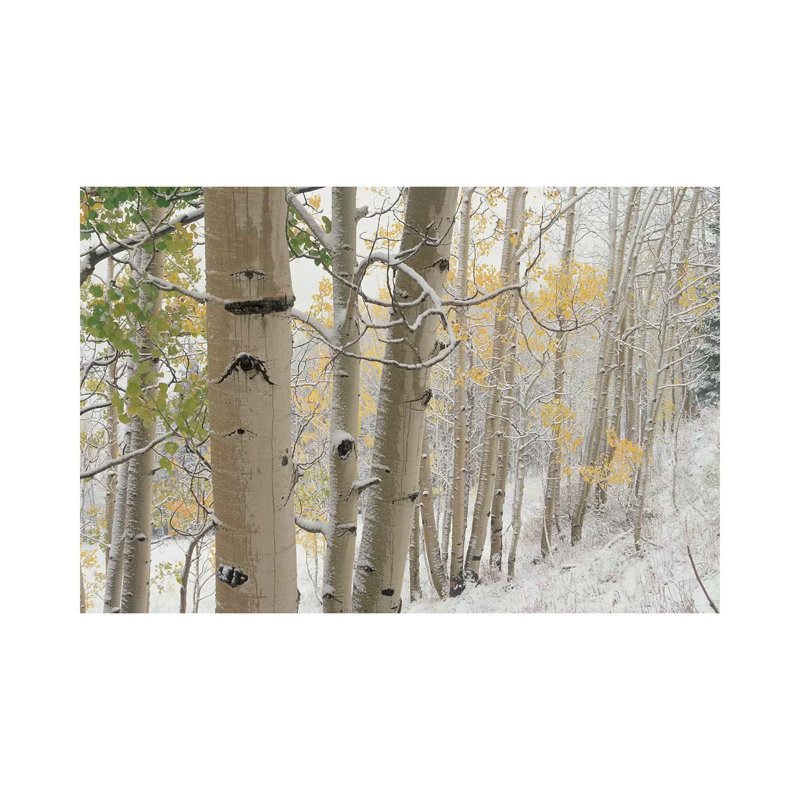 Quaking Aspen Trees With Snow, Gunnison National Forest, Colorado by Tim Fitzharris - Wrapped Canvas Print