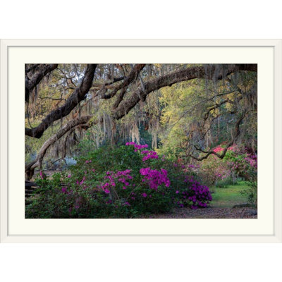 " Oaks And Azaleas " by H.J. Herrera