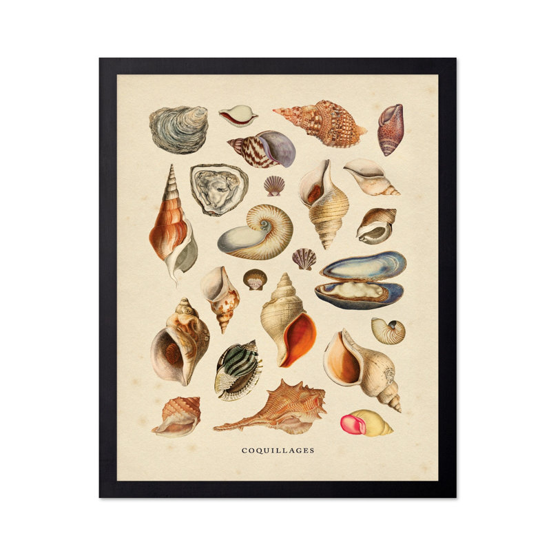 Coquillages, Unframed, Poster, 12"H x 16"W