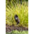 Hinkley Accent LED Spot Light Low Voltage