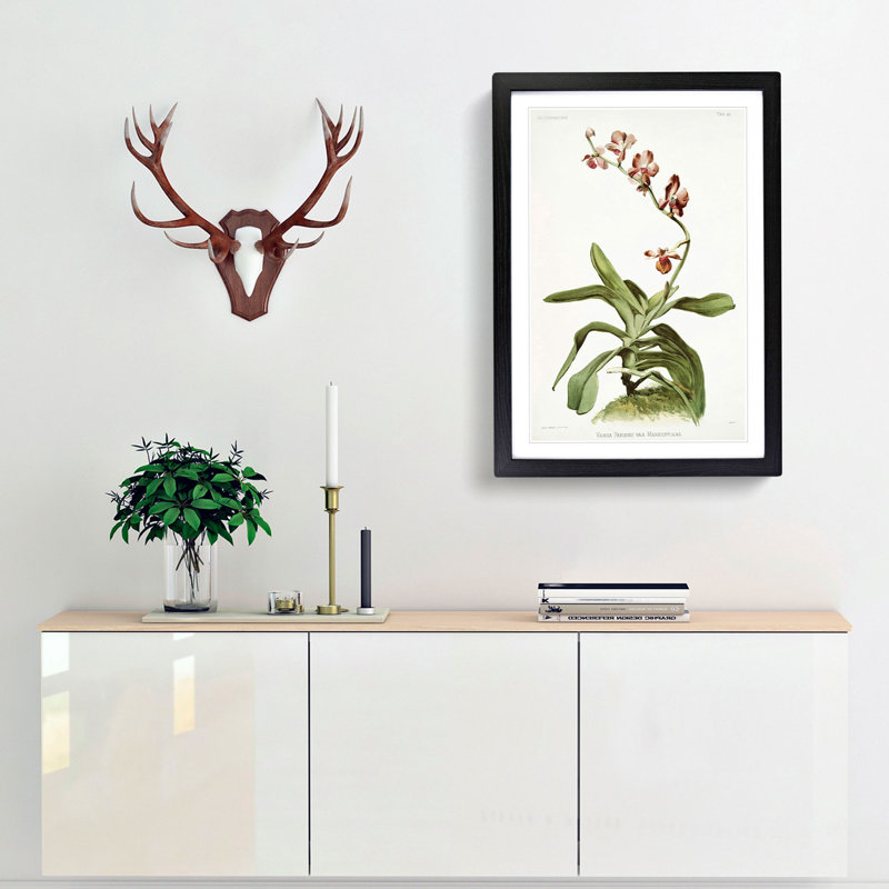 Magnolia Flowers Illustration Tab. 96 by Frederick Sander - Framed Print, 91cm H x 60cm W x 2cm D, Black