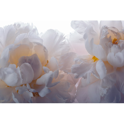 Pale Pink Peonies - Wrapped Canvas Print