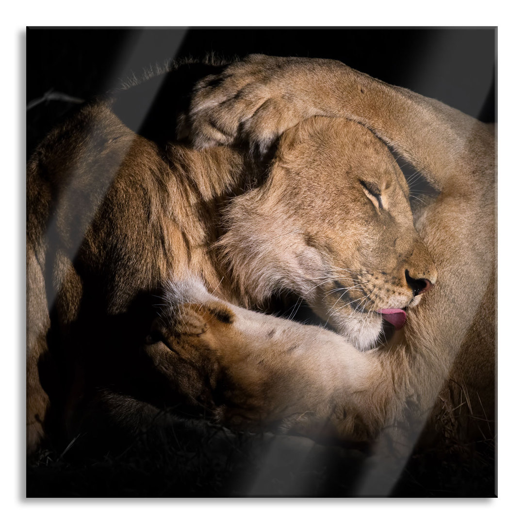 Glasbild Männer & Frauen Löwe Kuscheln