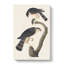 Sharp-Shinned Hawks by John Audubon - Wrapped Canvas-55318454