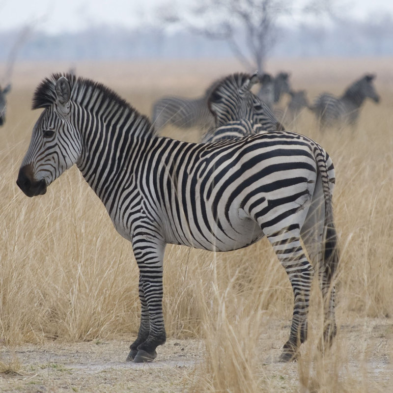 Zebras At A Glance by Scott Bennion - Wrapped Canvas Art Prints, 76cm H x 76cm W