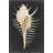 Graphic Spiny Murex-1602885339