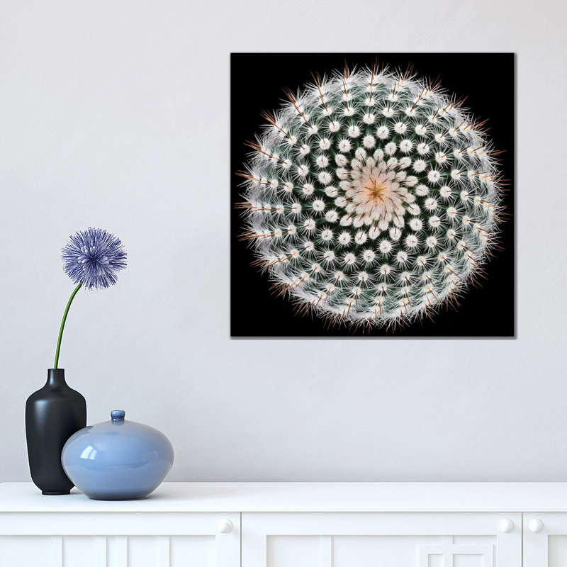 Notocactus Scopa by Victor Mozqueda - Wrapped Canvas Print, 45.72 cm H x 45.72 cm W x 1.91 cm D