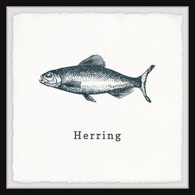 Thaxted Anchovy And Salmon C by Marmont Hill - Single Picture Frame Print