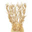 Sea Fan 2 - Light Armed Sconce