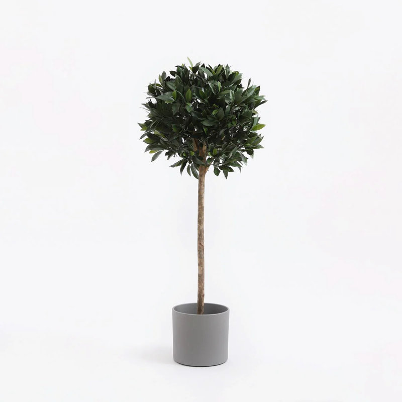 Alprentice Ceramic Pot Planter