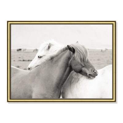 Icelandic Meadow Horses by Danita Delimont - Picture Frame Photograph on Paper