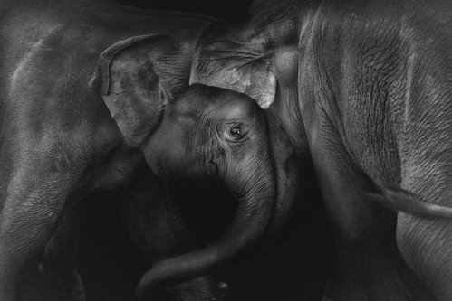 Wrapped Canvas Print, 50.8 cm H x 76.2 cm W