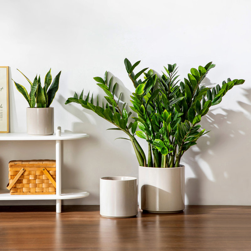 Ceramic Pot Planter