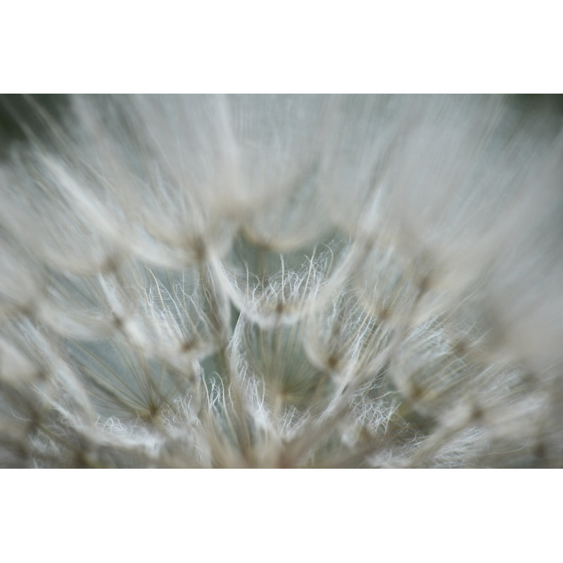 Macro Dandelion V by Renée W. Stramel - Wrapped Canvas Print, 30cm H x 46cm W