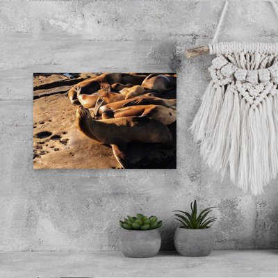 Coastal Sea Lions Basking Abstract Lion Coastal Landscape Wall Art