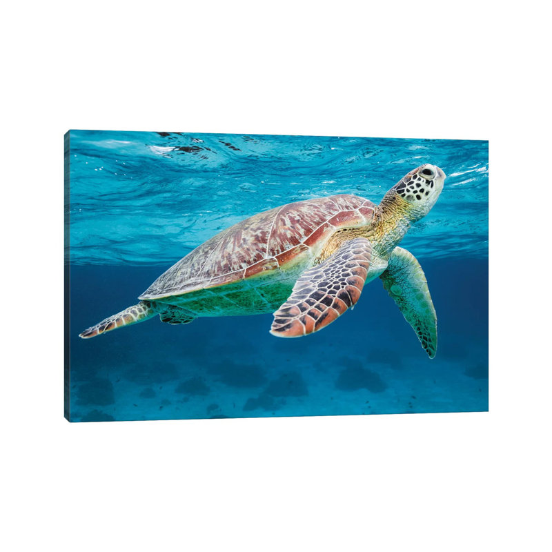 Green Turtle II by Matteo Colombo - Wrapped Canvas Print, 30.48 cm H x 45.72 cm W