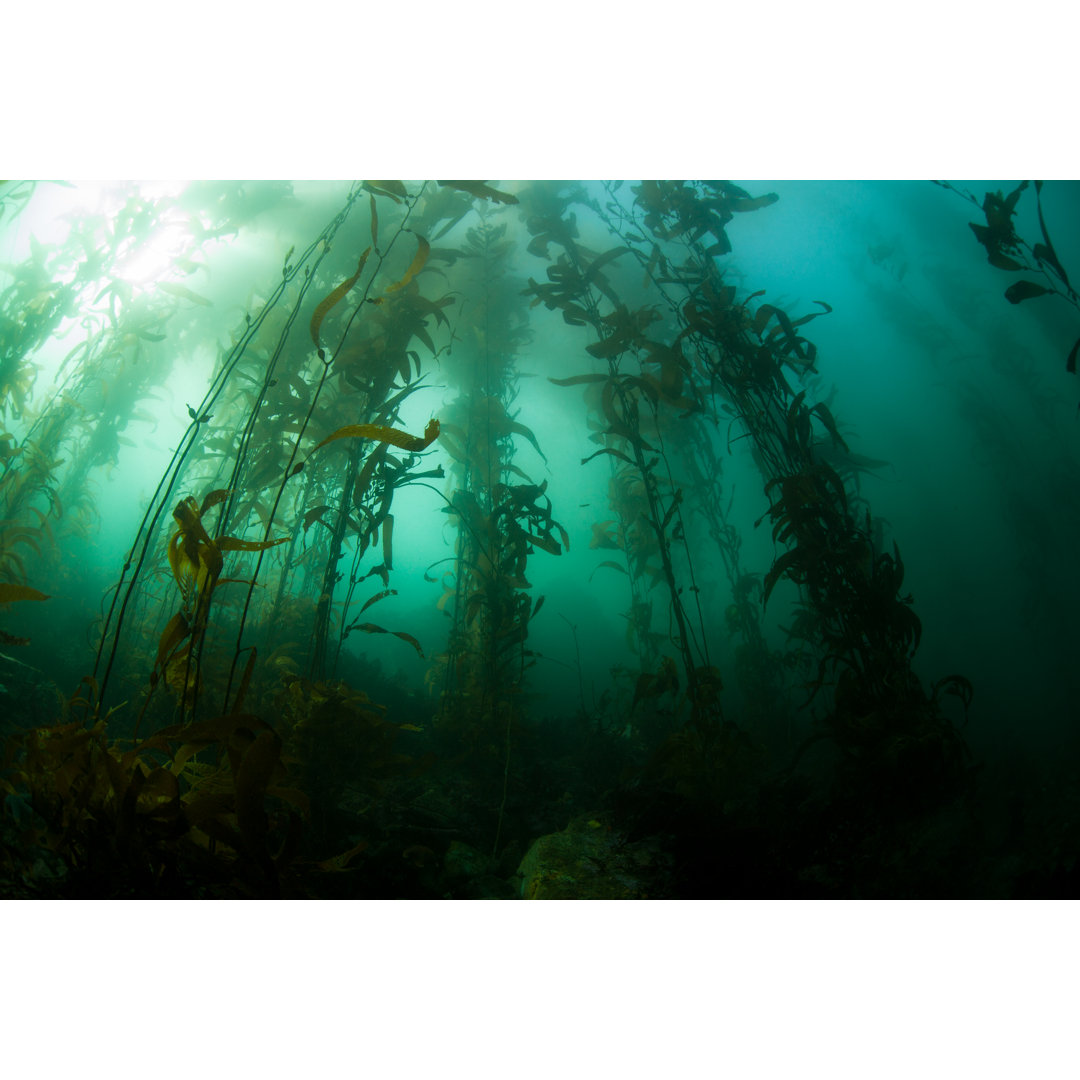 Kelp Forest von Velvetfish - Kunstdrucke auf Leinwand