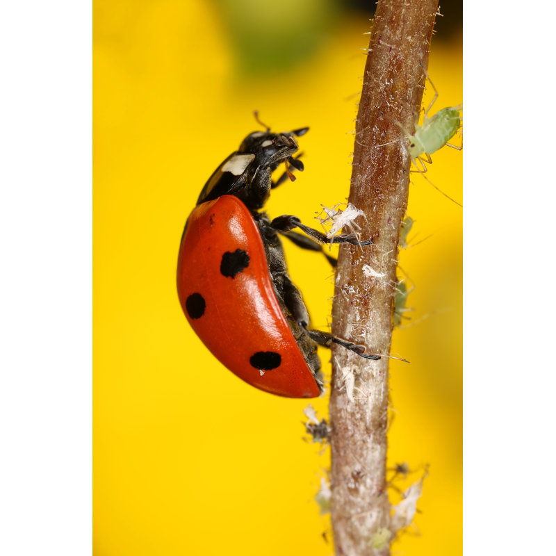 Coccinelle et pucerons par Henrik_L, H 18 po x l 12 po