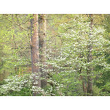 Tennessee Spring Forest Print by Bruce Heinemann