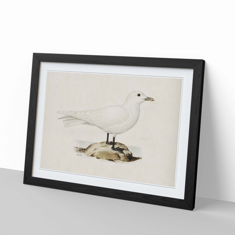 Ivory Gull by Von Wright - Framed Print, 36cm H x 48cm W x 2cm D, Black Framed