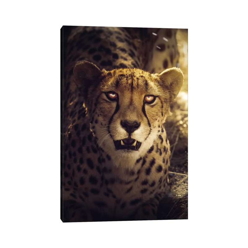 The Cheetah by Zenja Gammer - Print on Canvas, Wrapped Canvas, 66.04 cm H x 45.72 cm W x 1.91 cm D