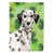 Black/White Dalmatian
