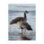«Freeze Up Canada Geese» par Etelca, impression sur toile tendue-27644244