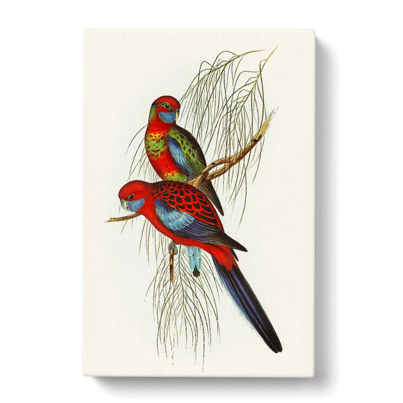 Pennants Parakeets by Elizabeth Gould - Wrapped Canvas, 60cm H x 40cm W x 3cm D