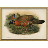 Pheasants From Gould's Birds Of Australia 12 Giclee Print by John Gould