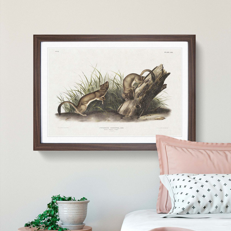 White Weasels by J.W. Audubon - Framed Print, 27cm H x 36cm W x 2cm D, Walnut Framed