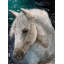 Horse Print by Sara Brown-26762317-26762319