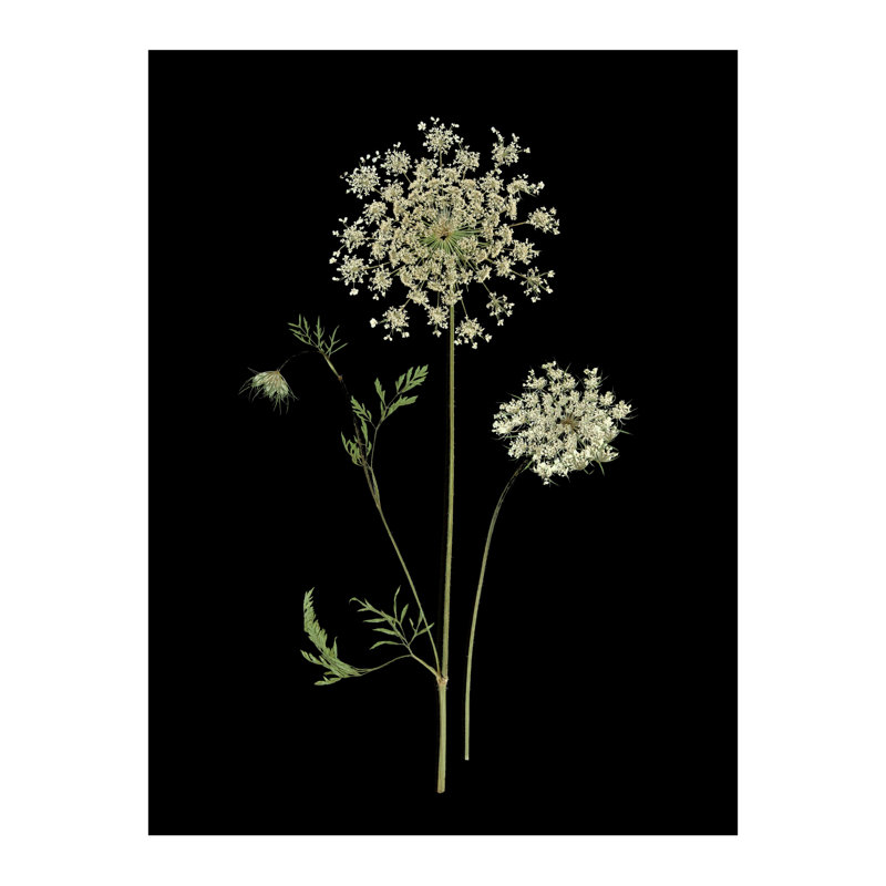 Pressed Botanical Giclees On Black Set by Sandy Whitaker, 50.5" H x 63.75" W, Silver Bead 2