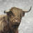 Desaturated highland cattle - 32"x32" art on canvas