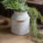 Sisson Metal Pot Planter