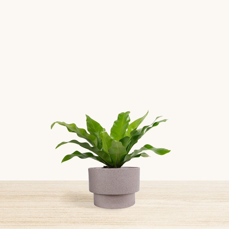 Williard Pot Planter, White, 12" H x 11.4" W x 11.4" D