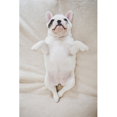 Puppy - Wrapped Canvas Print