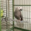 Perchoir chauffant en métal pour cage intérieure-4769179