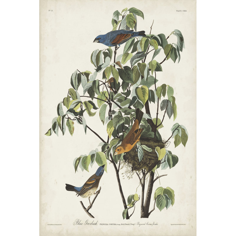 Pl 122 Blue Grosbeak by John Audubon - Wrapped Canvas Painting, 46cm H x 30cm W