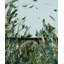 West Wind Moves Print by Frenz, Lesley-1672229916-1672229917