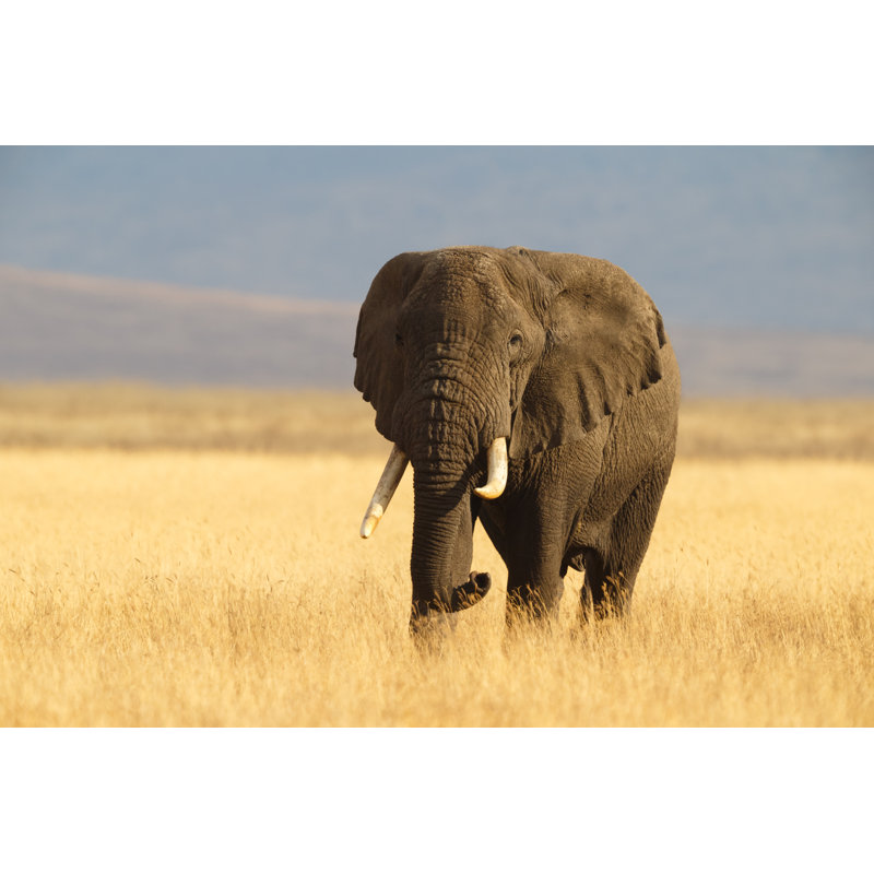 African Elephant by Kenneth Canning - Wrapped Canvas Print, 20cm H x 30cm W x 3.8cm D