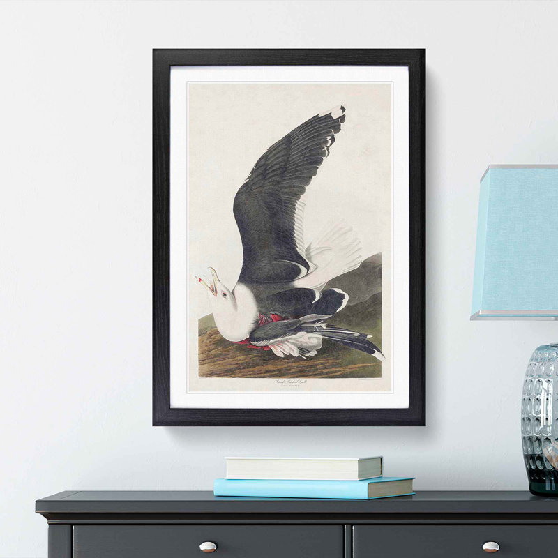 Black-Backed Gull by John James Audubon - Picture Frame Art Print, Black Framed, 65cm H x 48cm W x 2cm D