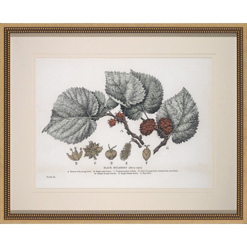 Black Mulberry Print