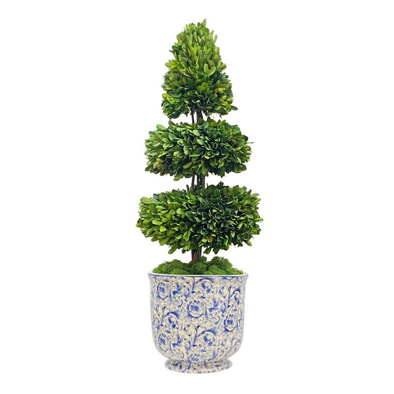 Topiaire en buis préservé 28 "en pot