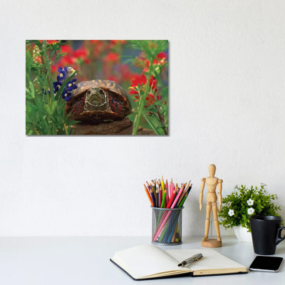 Western Box Turtle Among Lupine, North America And Paintbrush 1 Piece Wrapped Canvas Wall Art