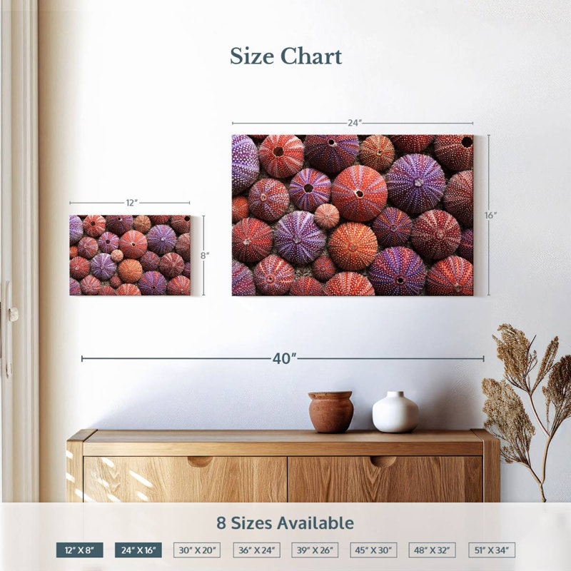 Brampt Empty Sea Urchin Shells, 16'' H x 24'' W