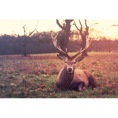 Deer 1 Piece Wrapped Canvas Wall Art