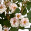Arrangement-34404671